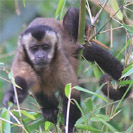 The Tantalus Monkey, photo from Christian Artuso