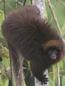 The Brown Titi Monkey, photo from Christian Artuso