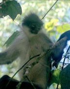 The Dusky Leaf-monkey, photo from Christian Artuso