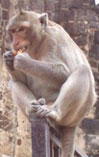 The Long-tailed Macaque