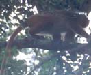 The Maroon Leaf Monkey: photo from Christian Artuso