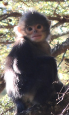 Purple-faced Langur from Shaohua Dong