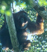 The Orang-utan, photo from Christian Artuso