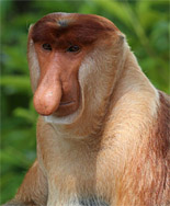 The Proboscis Monkey: photo from Charlesjsharp of  Sharp Photography