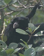 The Siamang, photo from Christian Artuso