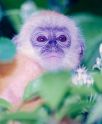 The Silvered Leaf Monkey, photo from Christian Artuso
