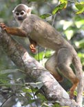 The Squirrel Monkey, photo from Christian Artuso