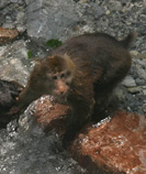 The Tibetan Macaque: photo from Christian Artuso