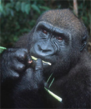 The Western Lowland Gorilla: photo  courtesy of the World Wildlife Fund