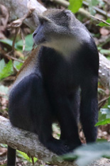 White-throated Guenon  from Christiano Artuso