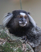 Wied's marmoset  from  Lars Curfs